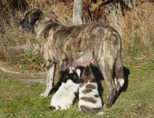 Mastina amamantando a cachorros recien nacidos, preciosa estampa de Mastines Pastores