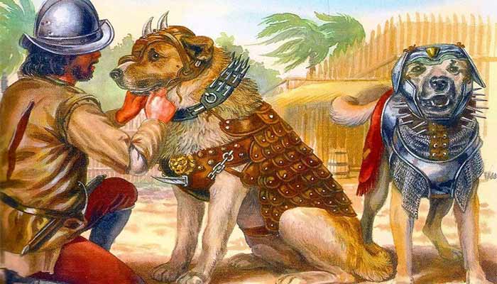 mastin con armadura, no solo Mastines pastores, también hubo mastines soldado en nuestra Historia