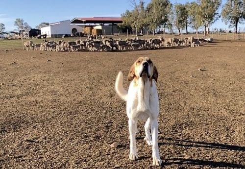 Otra muestra de Mastines pastores en Camposerena